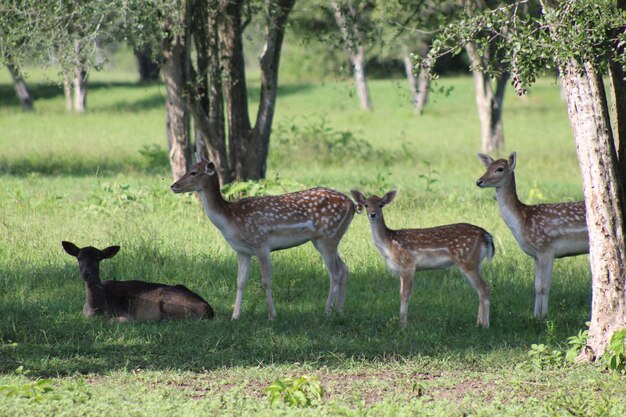 Deer standing in a field