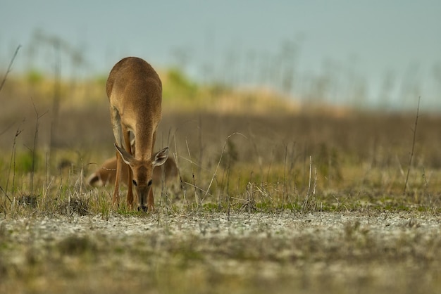 Photo deer standing on field