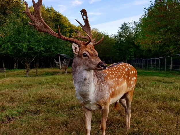 Photo deer standing in a field