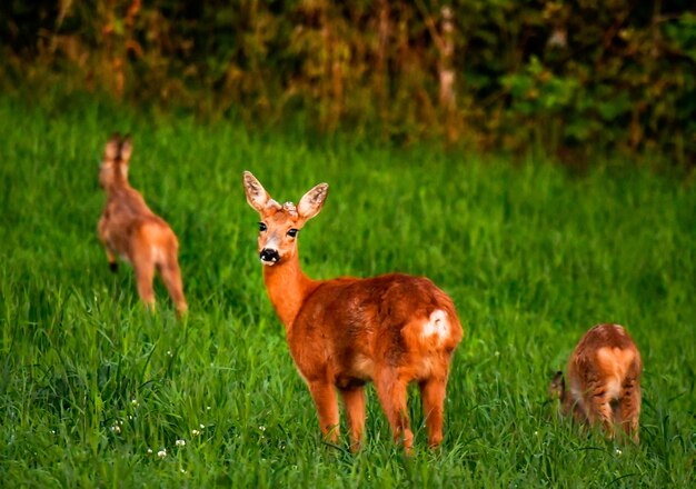 Photo deer standing in a field