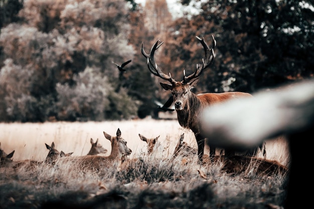 Photo deer standing in a field