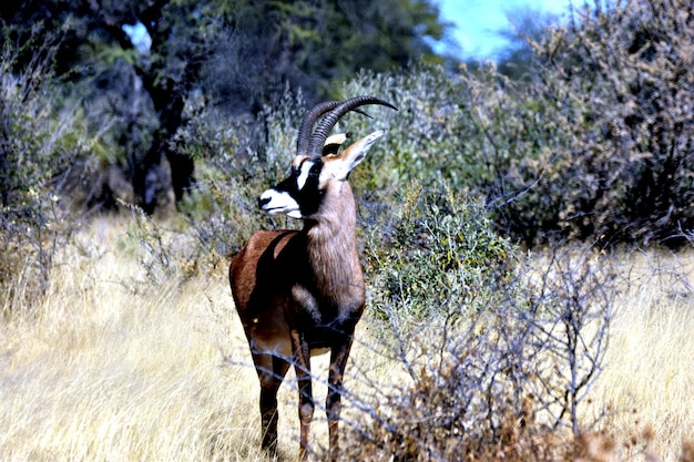 Photo deer standing on field