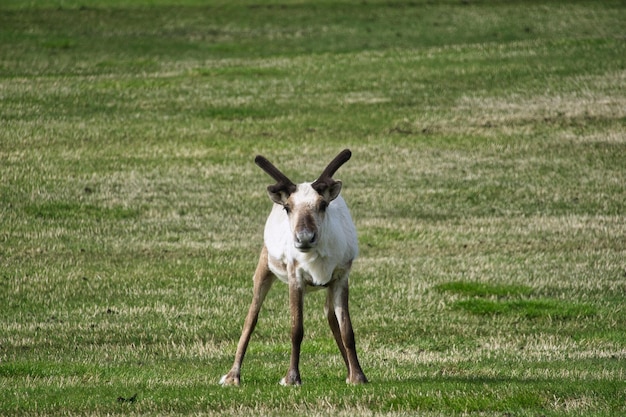 Photo deer standing on field