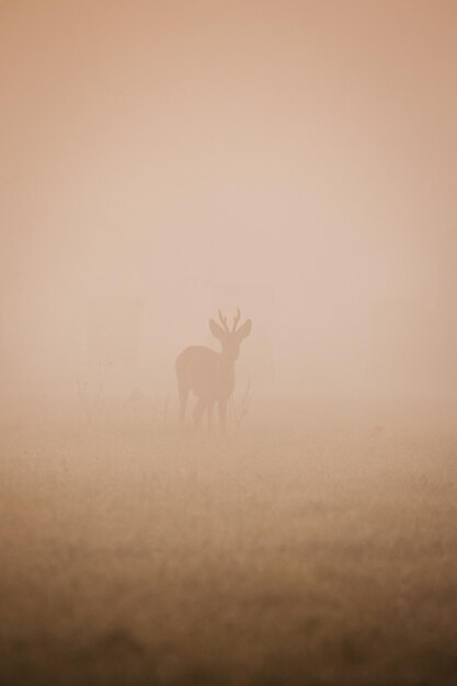 Foto un cervo in piedi in un campo