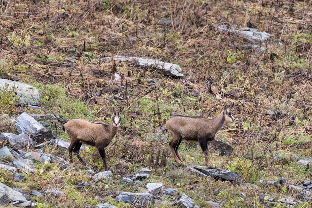 Deer standing on field