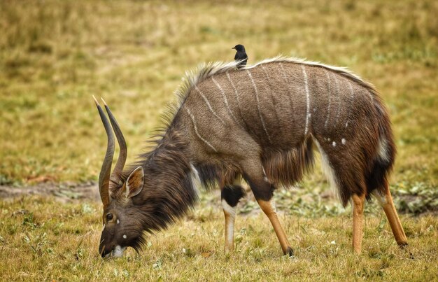 Deer standing on field