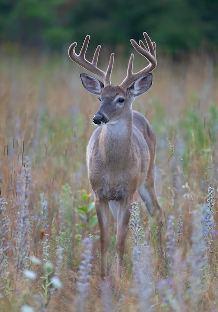 Photo deer standing on field