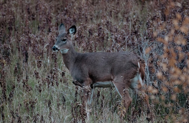 Photo deer standing on field