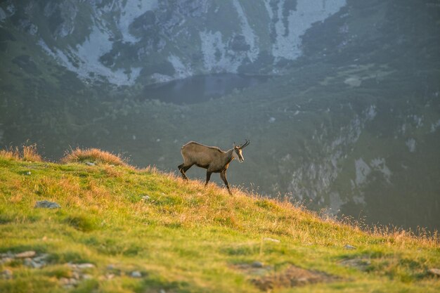 Foto un cervo in piedi in un campo