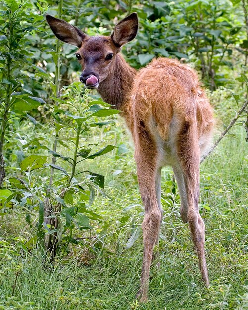 Deer standing in a field