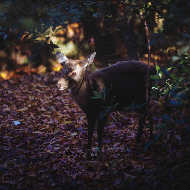 Foto un cervo in piedi sul campo