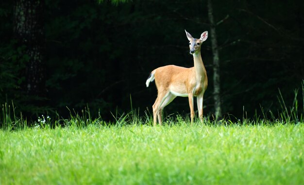 Deer standing in a field