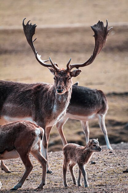 Foto un cervo in piedi in un campo