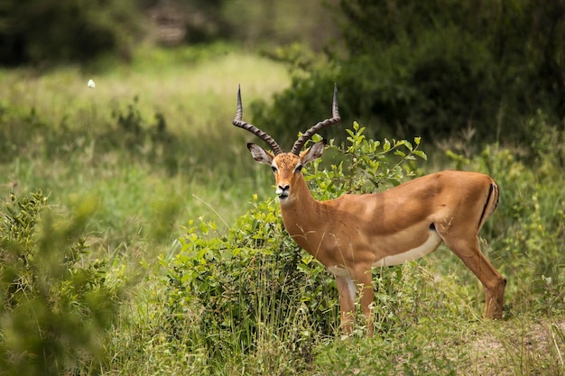 Foto il cervo in piedi sul campo