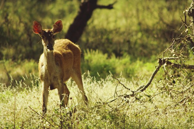 Photo deer standing on field