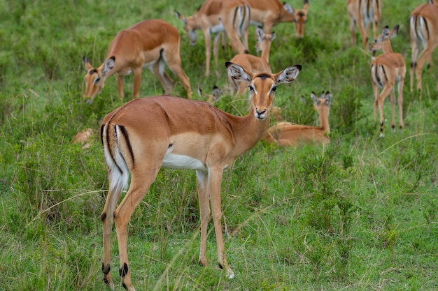 Deer standing in a field