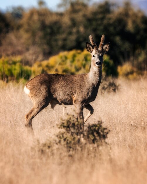 Deer standing on field