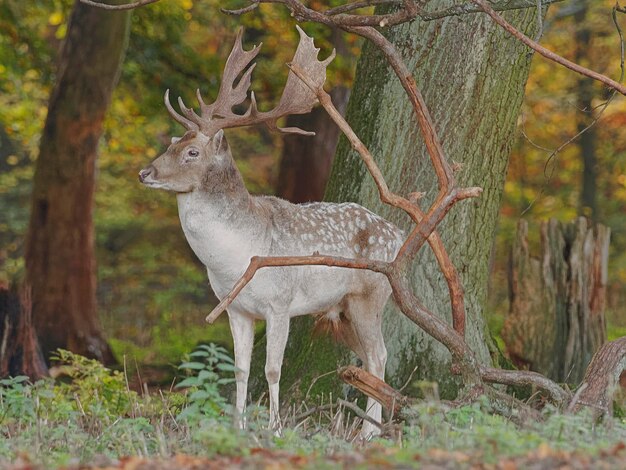 Foto un cervo in piedi in una foresta