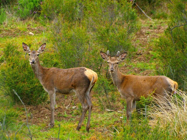 Deer standing in forest