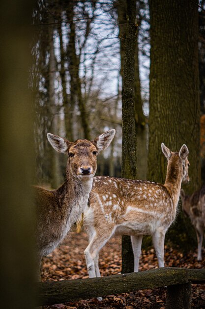 Foto il cervo in piedi nella foresta