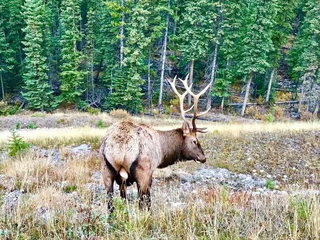 Deer standing in a forest