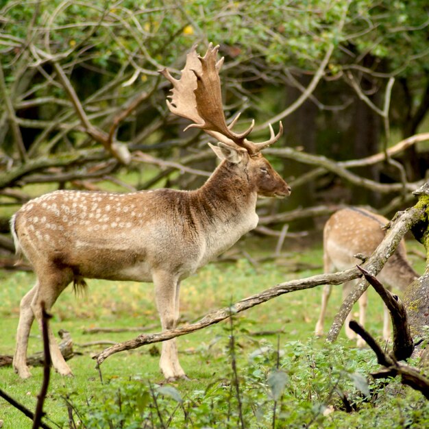 Deer standing in a forest