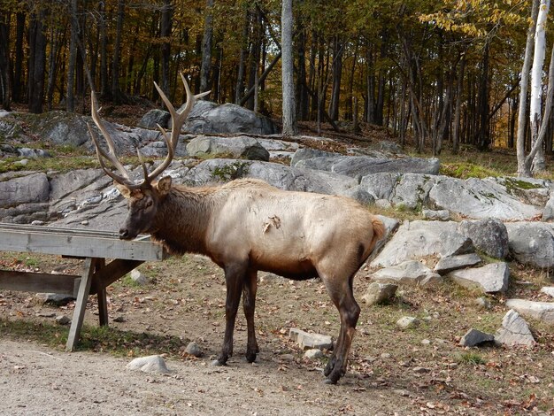 Deer standing in a forest