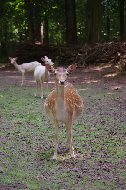 Foto un cervo in piedi in una foresta