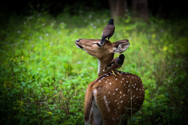 Photo deer standing on grass