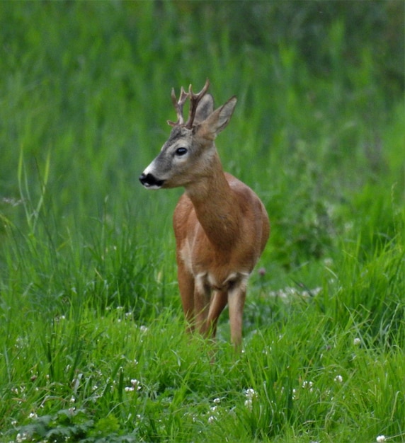 Photo deer standing on grass