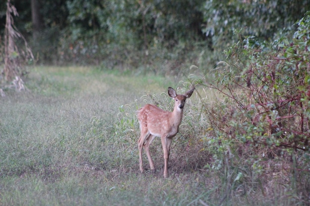 Foto il cervo in piedi sul campo erboso