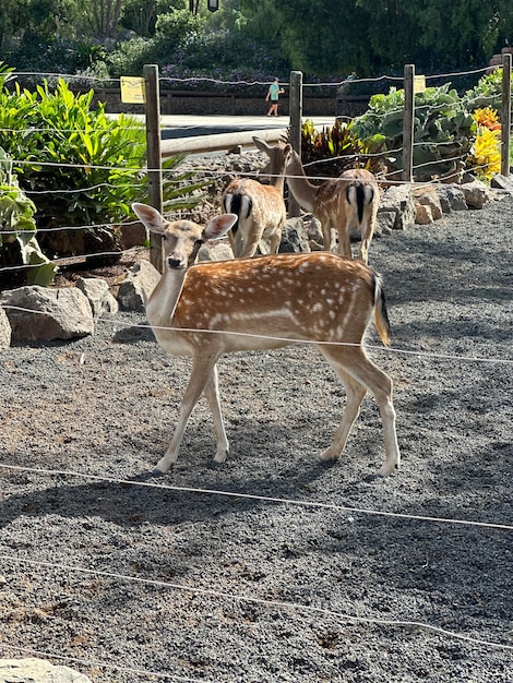 Photo deer standing on gravel road near trees and rocks