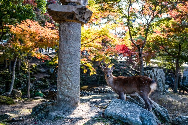 写真 森に立っている鹿