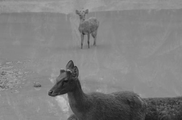 Deer standing in lake