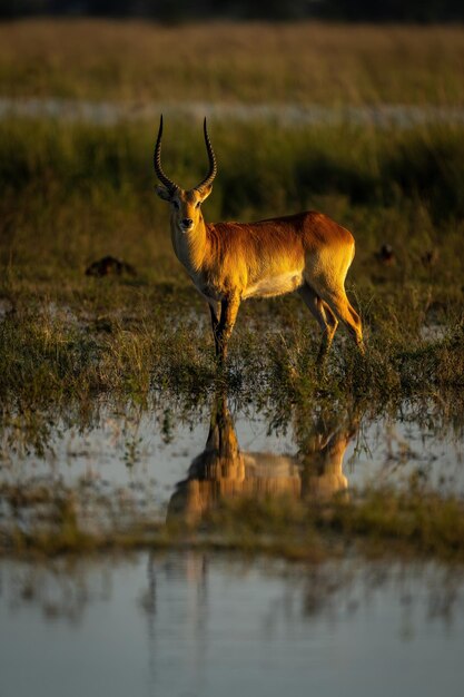 Photo deer standing in lake