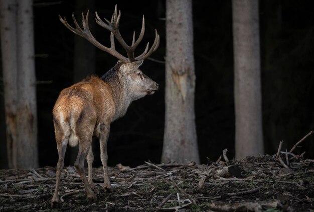 Photo deer standing in land