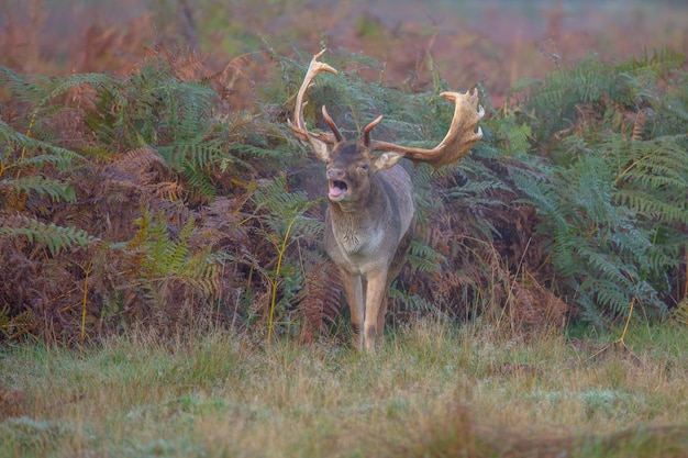 Photo deer standing on land