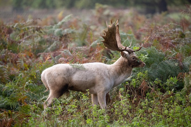 Photo deer standing on land