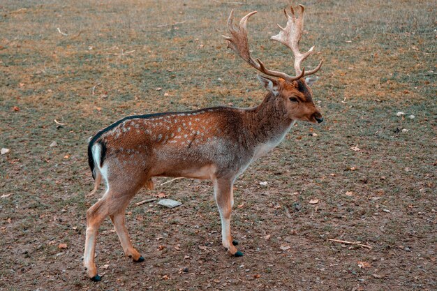 Photo deer standing on land