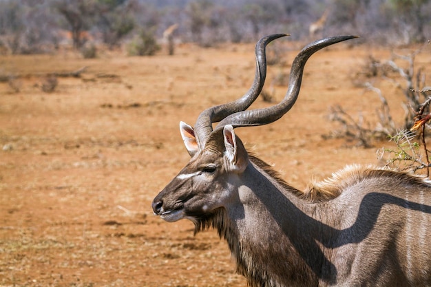 Photo deer standing on land