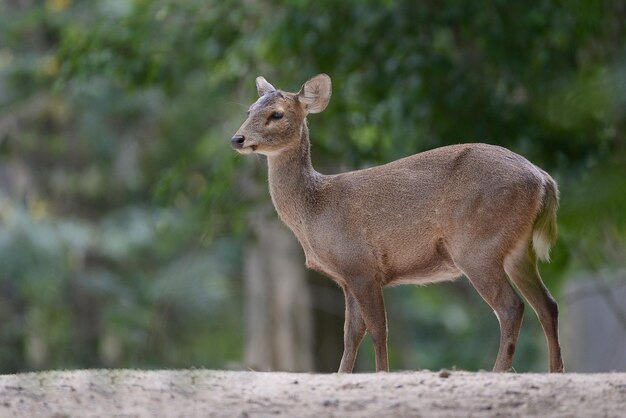 Photo deer standing on a land