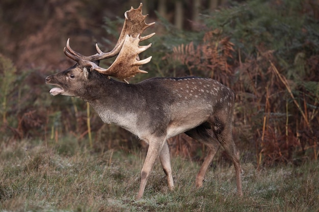 Photo deer standing on land