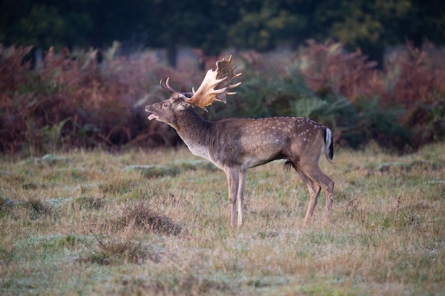 Photo deer standing on land