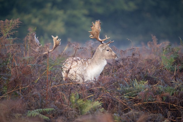 Photo deer standing on land