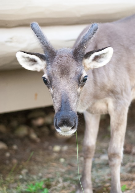 The deer standing near log house on the ground