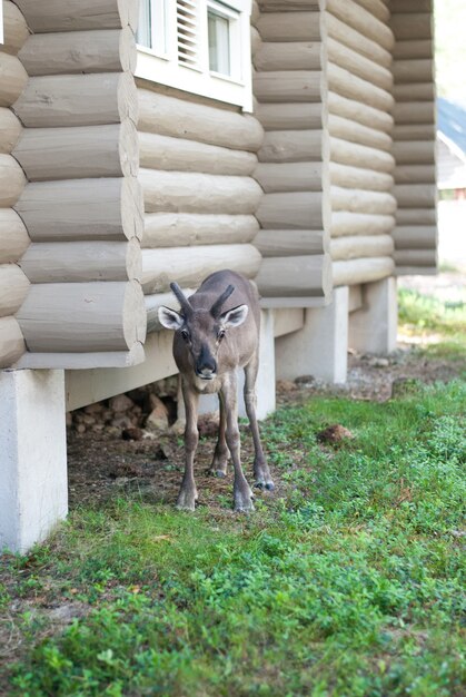 The deer standing near log house on the ground