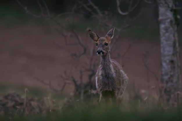 写真 野原に立っている鹿