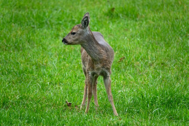 写真 野原に立っている鹿