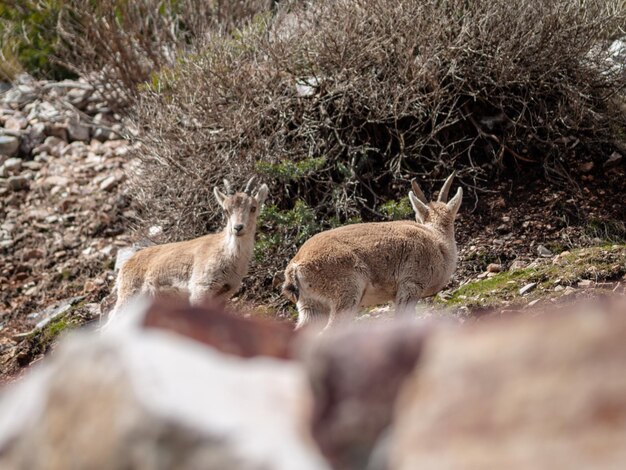 写真 野原に立っている鹿