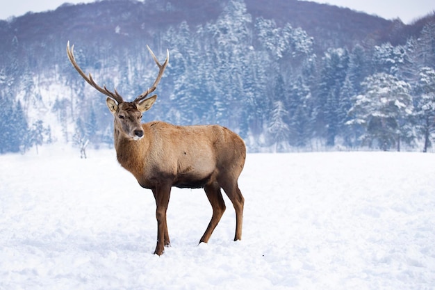 写真 雪に覆われた畑に立っている鹿